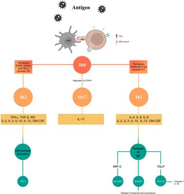 Natural products for the treatment of allergic rhinitis: focus on cellular signaling pathways and pharmacological targets